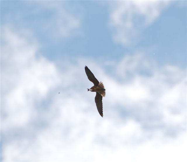 Falco cuculo